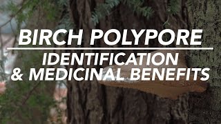 Birch Polypore — Mushroom Identification amp Medicinal Benefits with Adam Haritan [upl. by Namie]