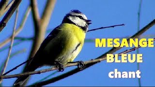 MESANGE BLEUE chant [upl. by Neely]