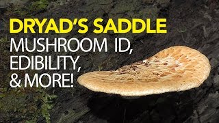 Foraging For Dryads Saddle  Pheasant Back Mushroom [upl. by Maunsell]