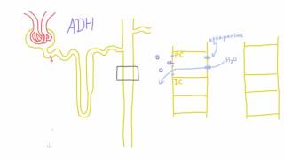 How does Antidiuretic Hormone ADH work [upl. by Annohsak]