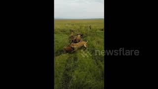 Incredible footage of a lioness pride taking down a pack of hyenas [upl. by Haizek]