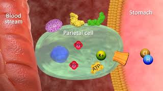 Mechanism of Action Proton Pumps Inhibitors [upl. by Eirellav]