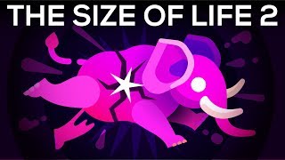 How to Make an Elephant Explode – The Size of Life 2 [upl. by Ahsenar]