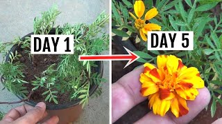 FASTEST Way to Get Blooms on Marigold in Just 5 Days [upl. by Lyrej]