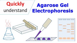 Agarose gel electrophoresis [upl. by Benton762]