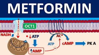 Metformin or Glucophage Fortamet Glumetza Information dosing side effects patient counseling [upl. by Eerahc]