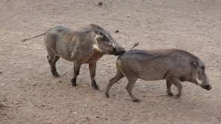 Warthog behavior in our yard in the bush in Marloth Park South Africa [upl. by Roselle]