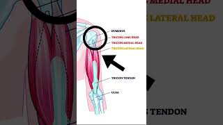 The Triceps Muscle  Explained [upl. by Edina]