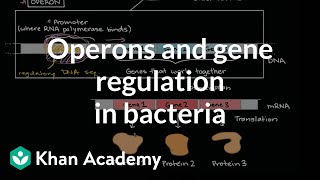 Operons and gene regulation in bacteria [upl. by Secnarfyram]