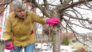 Spring Crabapple Pruning [upl. by Luing]