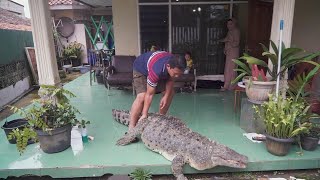 440 Pound Pet Crocodile Is Just Part of the Family [upl. by Einahpts]