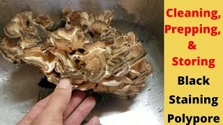 Cleaning And Storing The Black Staining Polypore Mushroom [upl. by Horbal]