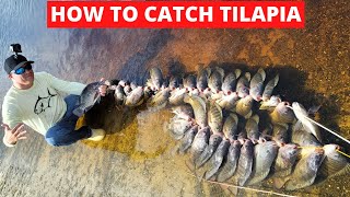 HOW TO FISH FOR LARGE TILAPIA ALL YOU NEED TO KNOW ABOUT TILAPIA FISHING TILAPIA BAIT [upl. by Caria]