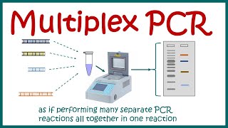 Multiplex PCR [upl. by Rehpotsirhk746]