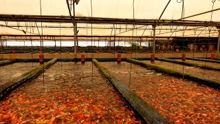 CRAZY Millions of fish at these farms [upl. by Persis539]