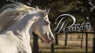 Dun It In Platinum 2006 Cremello AQHA Stallion [upl. by Jasun]