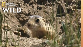 Prairie Dog Pups See Badgers  Prairie Dog Manor [upl. by Imeon55]