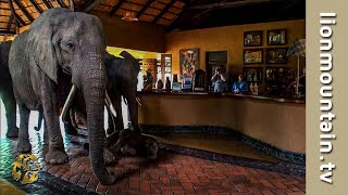 The Elephants that came to dinner 🐘🐘🐘  Mfuwe Lodge Zambia [upl. by Aicyle744]