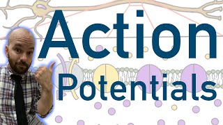 Action Potentials  Animated Explained Graphed [upl. by Slein738]