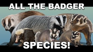 All the Badger species [upl. by Lounge]