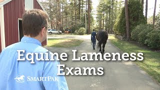 Equine Lameness Exams [upl. by Eihcra56]