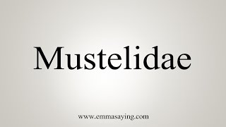 How To Say Mustelidae [upl. by Reamy764]