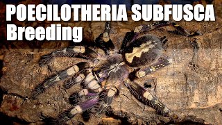 Poecilotheria subfusca success [upl. by Zed538]