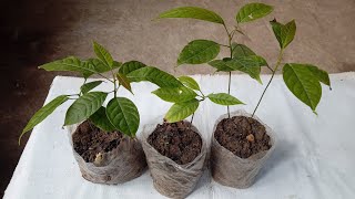 How to propagate mahogany or swietenia macrophylla tree from seed [upl. by Akirdnahs]