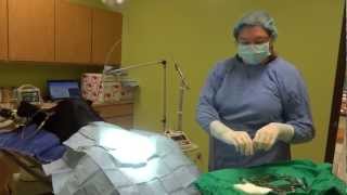 How The Laser Works During a Dog Neuter [upl. by Sheley]