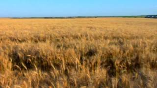 The Great American Wheat Harvest [upl. by Rosemaria]