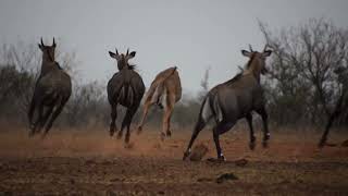 Nilgai Hunt at the G2 Ranch [upl. by Lydnek39]