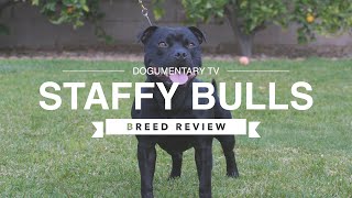 STAFFORDSHIRE BULL TERRIER BREED REVIEW [upl. by Mortimer]