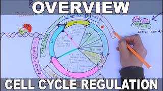 Cell Cycle Regulation  Basic Overview [upl. by Lurline]