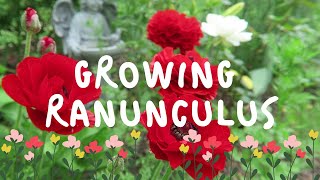 How to Grow RANUNCULUS [upl. by Somerville]