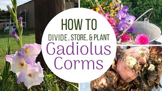 How To Plant Divide and Store Gladiolus Bulbs  Corms [upl. by Shanta692]