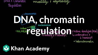 DNA and chromatin regulation  Biomolecules  MCAT  Khan Academy [upl. by Alverta]