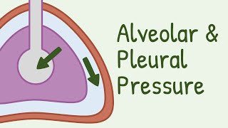 Alveolar Pressure and Pleural Pressure [upl. by Aneris]