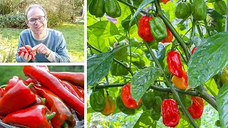 Growing Peppers from Sowing to Harvest [upl. by Ecnal]