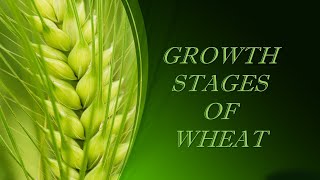 Stages of Growth in Wheat [upl. by Disraeli]