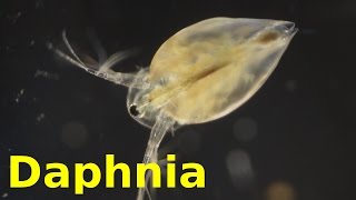 Daphnia [upl. by Eronel]