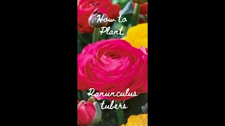 How to Plant Ranunculus Corms 🌼  Get Ready For Spring 🌱 [upl. by Nylicaj]