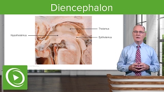 Diencephalon Components amp Structure – Brain amp Nervous System  Lecturio [upl. by Odey]