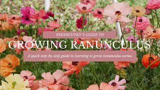 GROWING RANUNCULUS FROM START TO FINISH HOW TO PLANT RANUNCULUS CORMS in BOTH SPRING AND FALL [upl. by Downs]