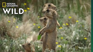 Prairie Dog v Badger Faceoff  Prairie Dog Manor [upl. by Anerec646]