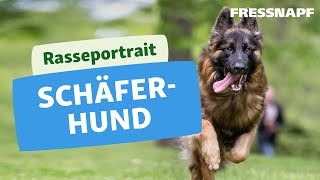 Rasseportrait Deutscher Schäferhund [upl. by Nivlag952]