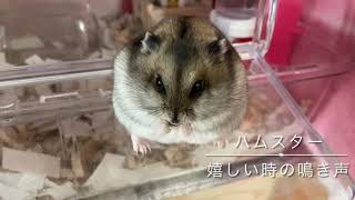 喜んでいるハムスターの鳴き声  Hamsters cry feeling happy [upl. by Aerdnna]