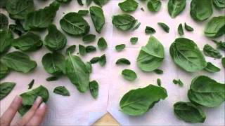 Drying Basil the Easy Way [upl. by Starlene]