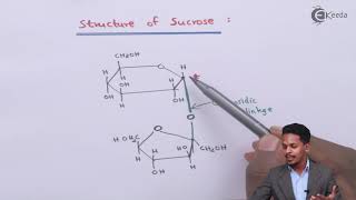 Structure of Sucrose  Biomolecules  Chemistry Class 12 [upl. by Burnley]