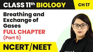 Breathing and Exchange of Gases Full Chapter Explanation Part 5 Class 11 Biology Ch 17 NCERTNEET [upl. by Ilan]