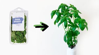 Basil  How to grow an UNLIMITED supply [upl. by Bertasi]